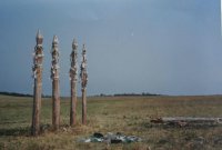 "Arbres à voeux" chamanique bouriate sur l'île Olkhon du lac Baïkal, N. Melis, Russie, 2000.